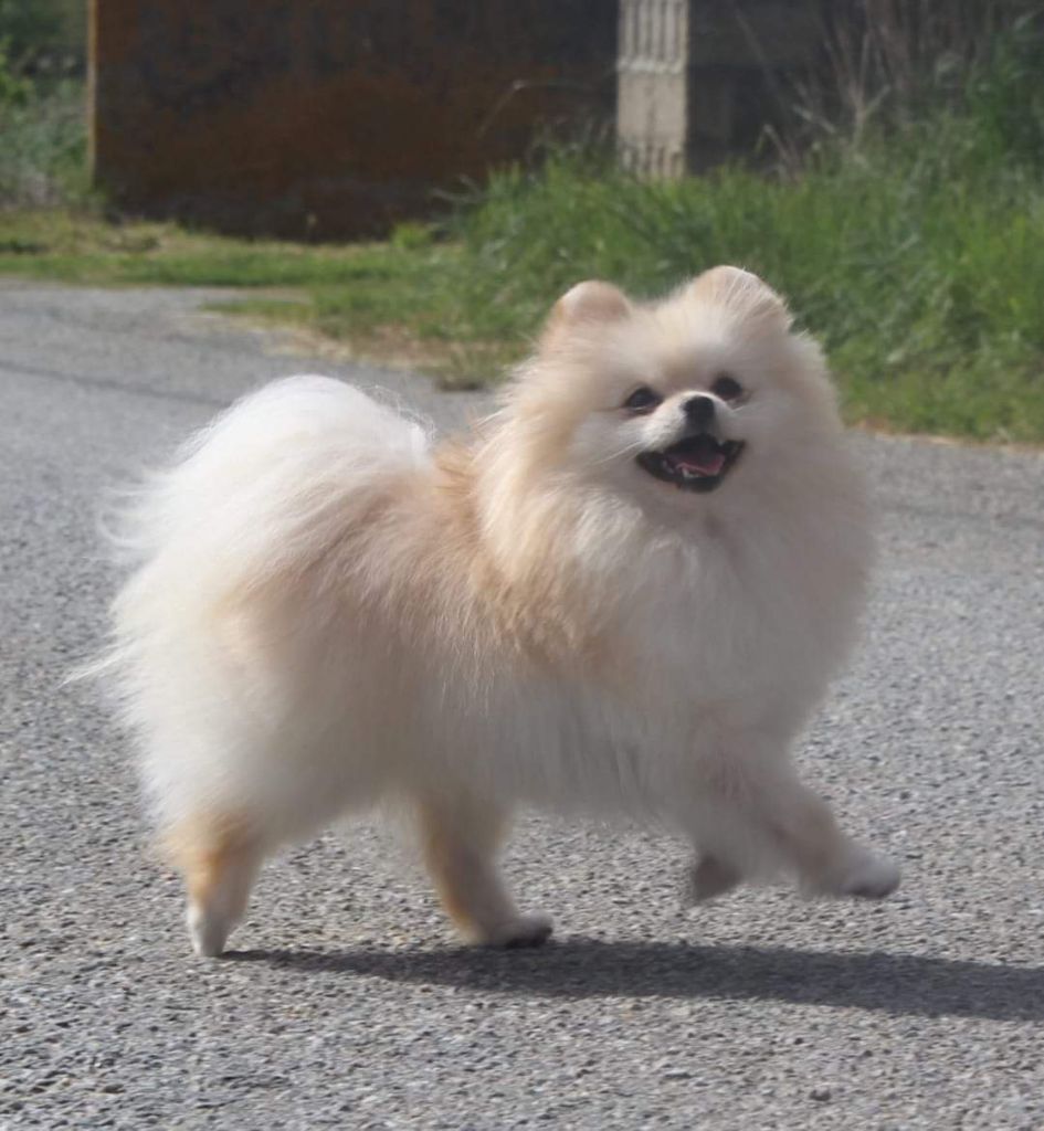 Lords of the Poms Under the bridge dite bridget