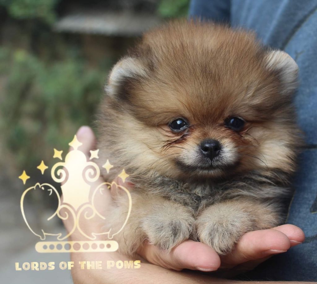 Lords of the Poms Tagada