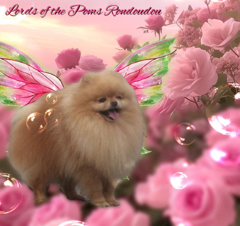 Lords of the Poms Rondoudou