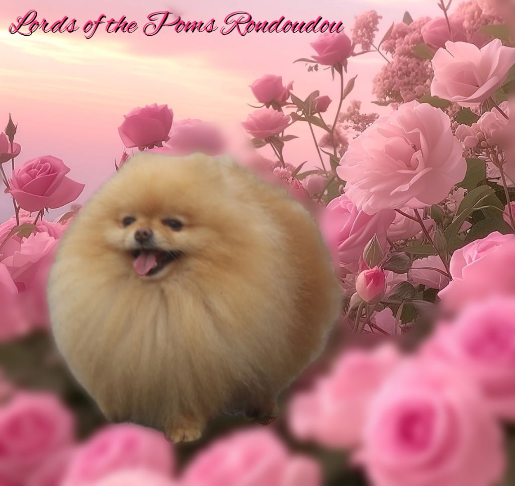 Lords of the Poms Rondoudou