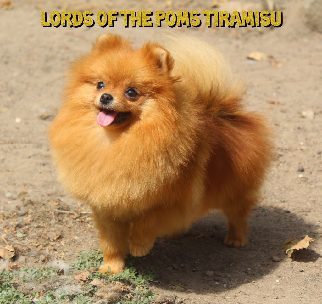 Lords of the Poms Tiramisu