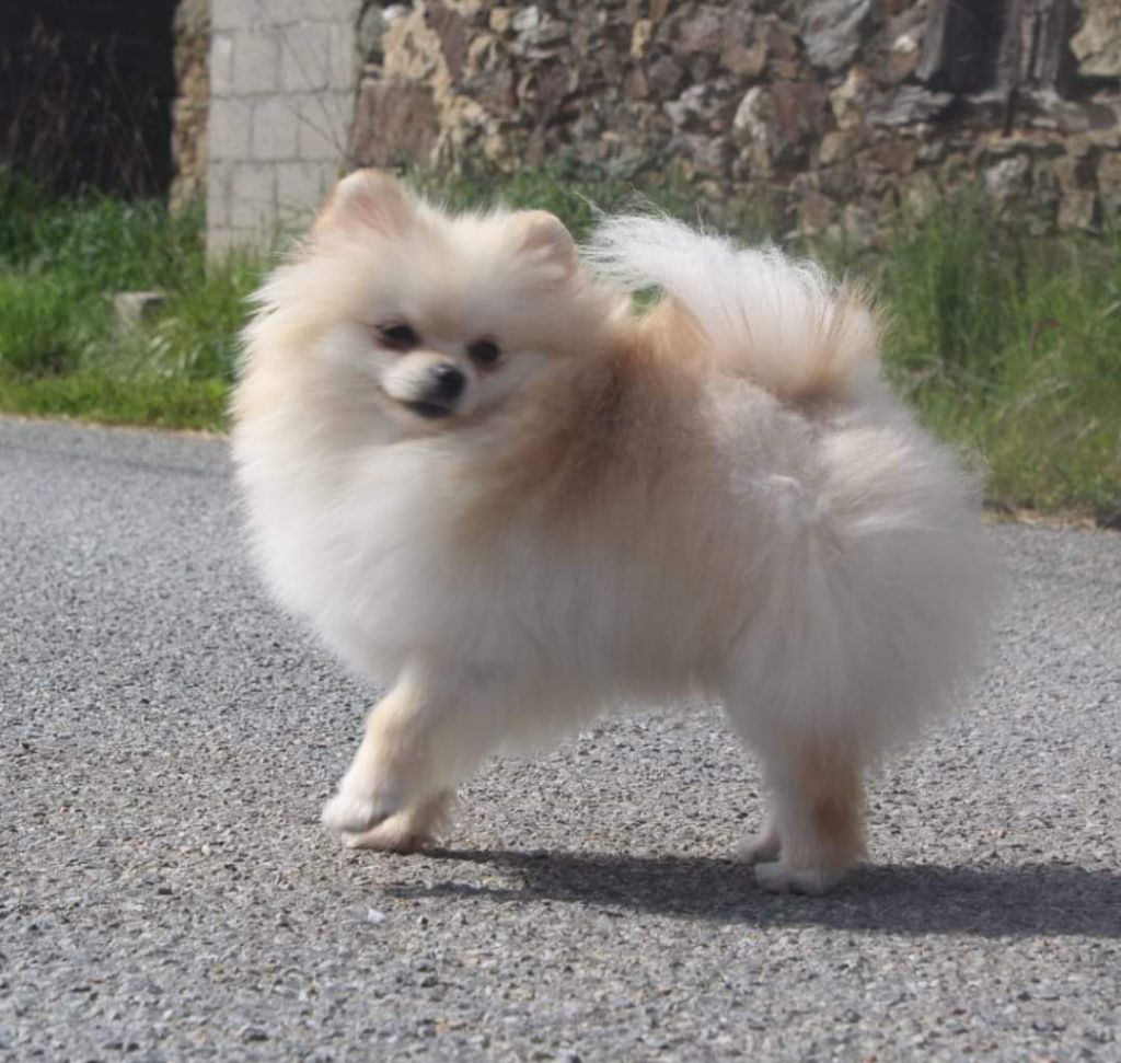 Lords of the Poms Under the bridge dite bridget