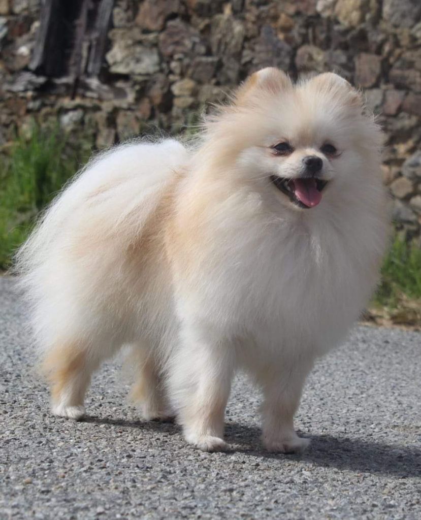 Lords of the Poms Under the bridge dite bridget