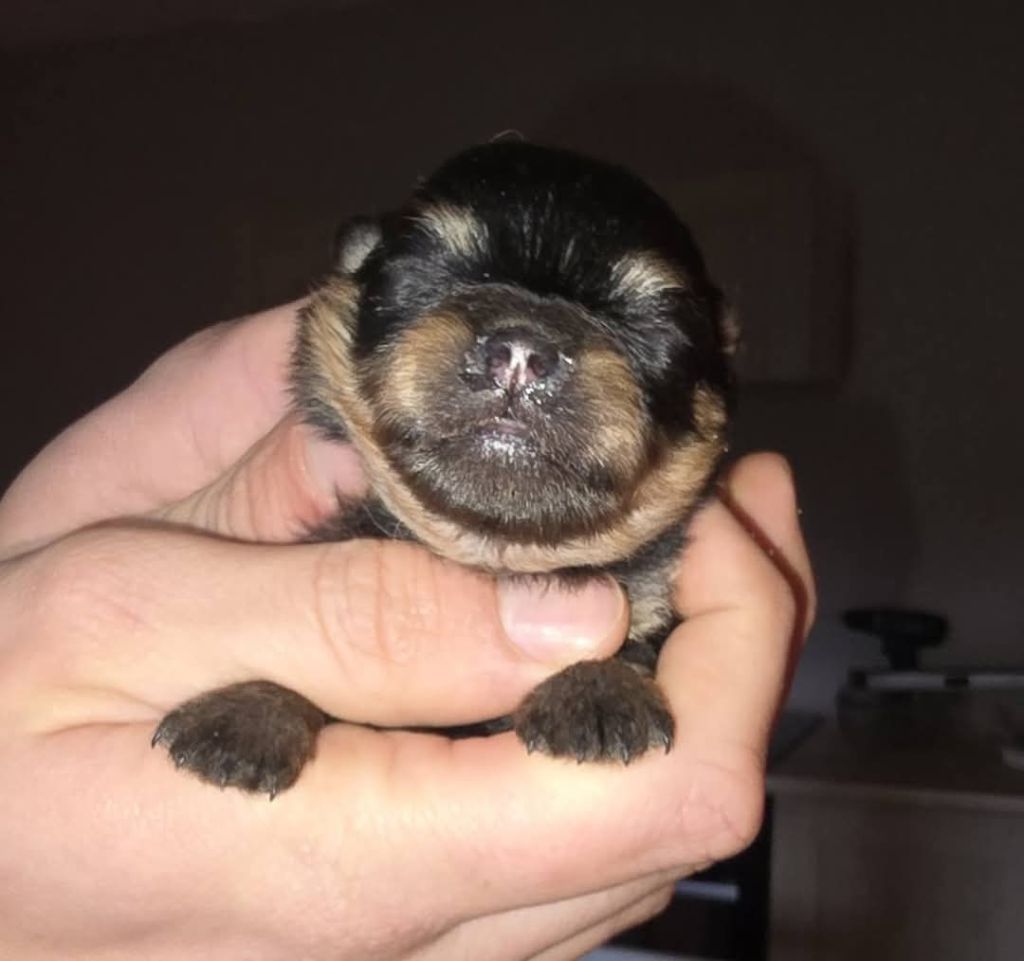 Lords of the Poms - Chiot disponible  - Spitz allemand