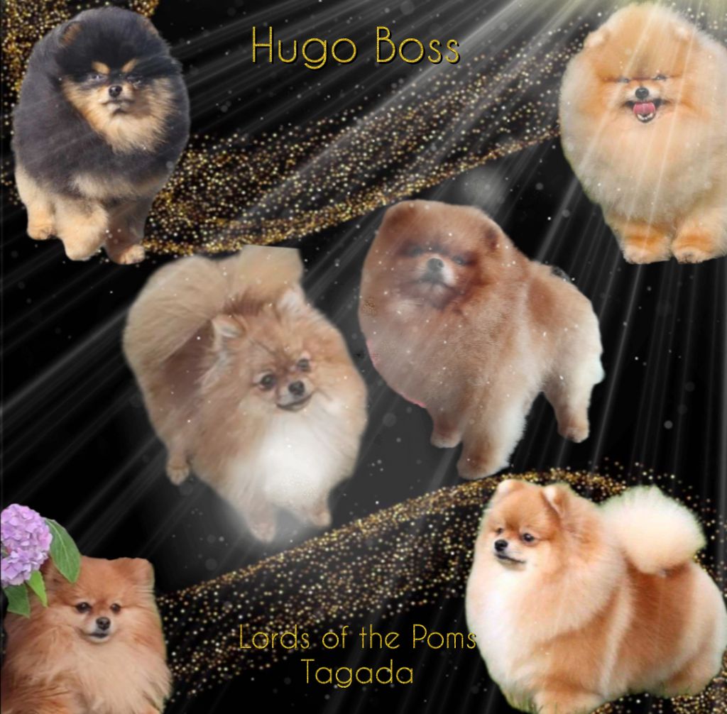 chiot Spitz allemand Lords of the Poms