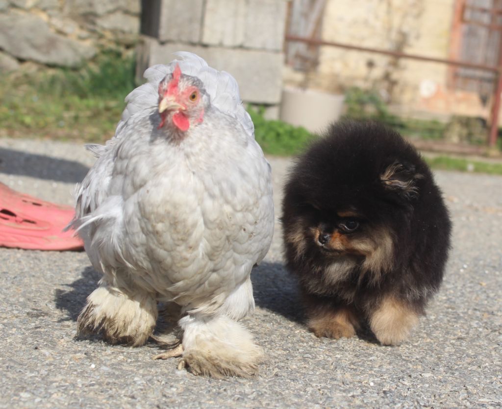 Lords of the Poms - Chiot disponible  - Spitz allemand