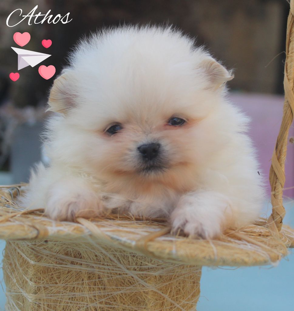 Lords of the Poms - Chiot disponible  - Spitz allemand