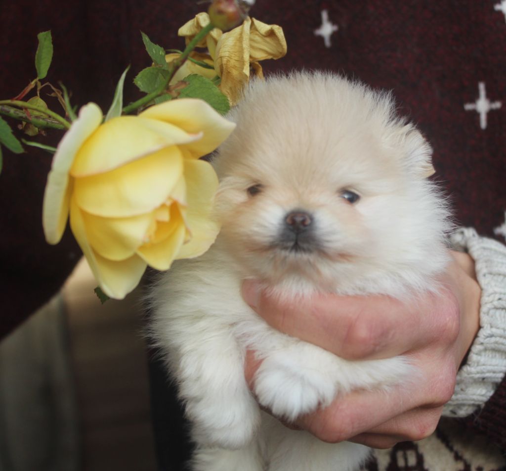 Lords of the Poms - Chiot disponible  - Spitz allemand