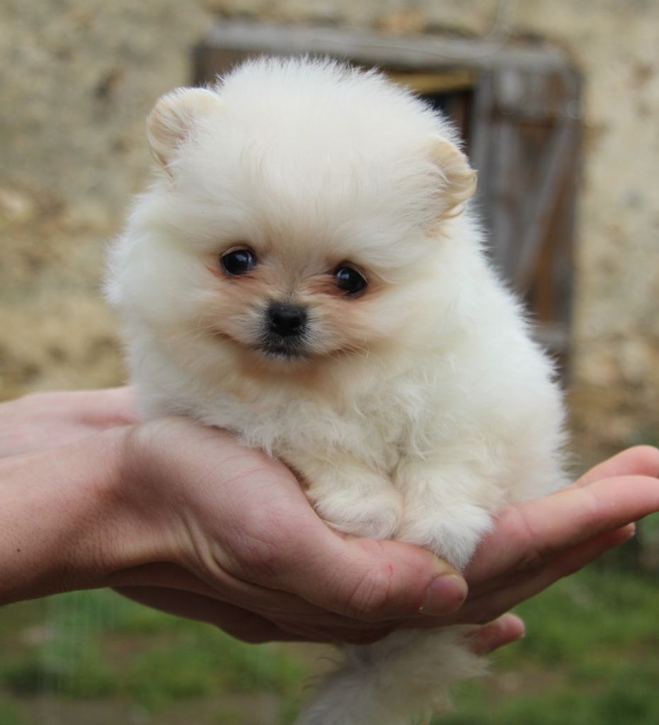 Lords of the Poms - Chiot disponible  - Spitz allemand