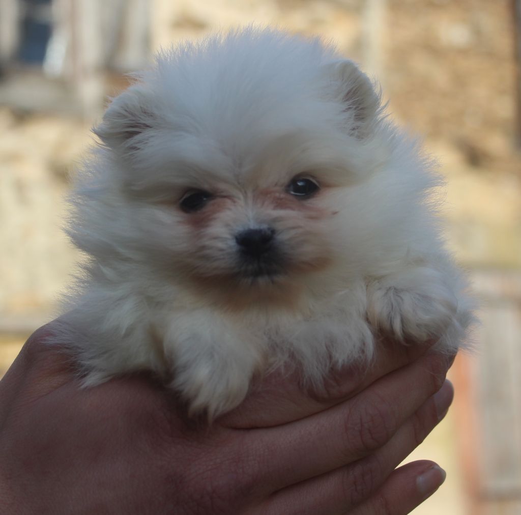 Lords of the Poms - Chiot disponible  - Spitz allemand