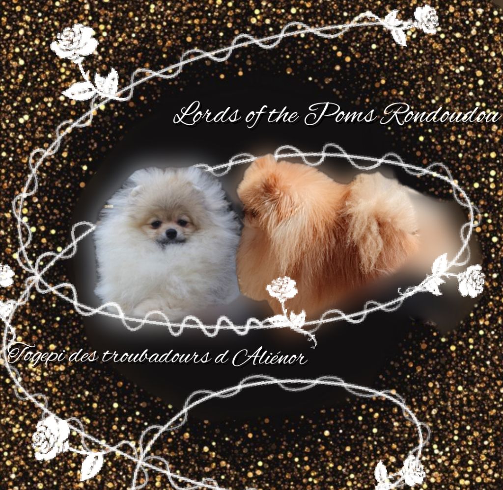 chiot Spitz allemand Lords of the Poms
