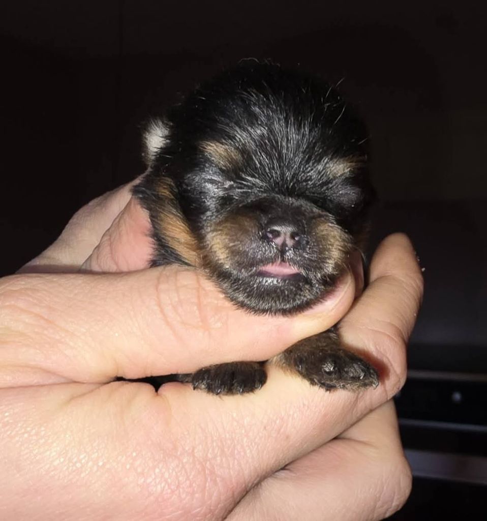 Lords of the Poms - Chiot disponible  - Spitz allemand