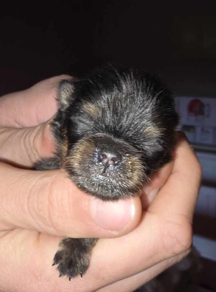 Lords of the Poms - Chiot disponible  - Spitz allemand