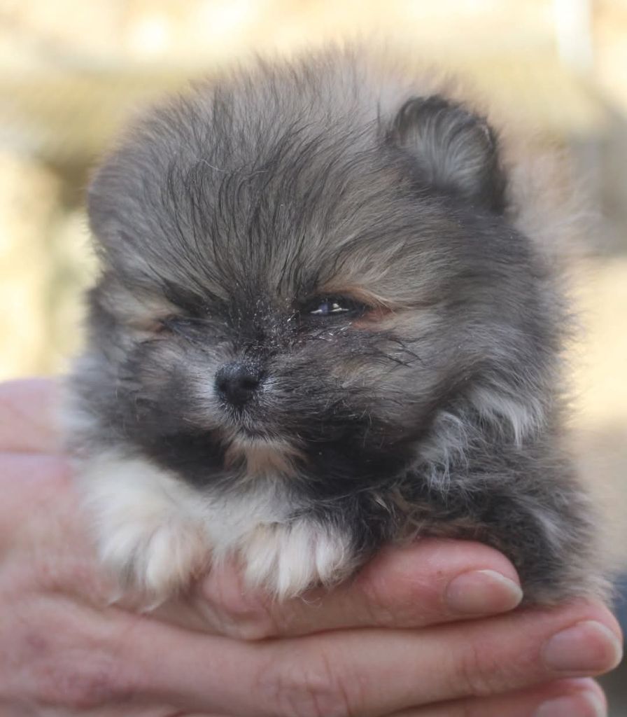 Lords of the Poms - Chiot disponible  - Spitz allemand