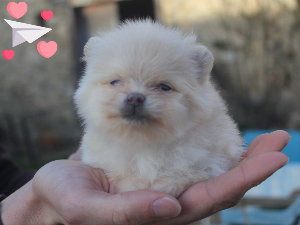 Lords of the Poms - Chiot disponible  - Spitz allemand