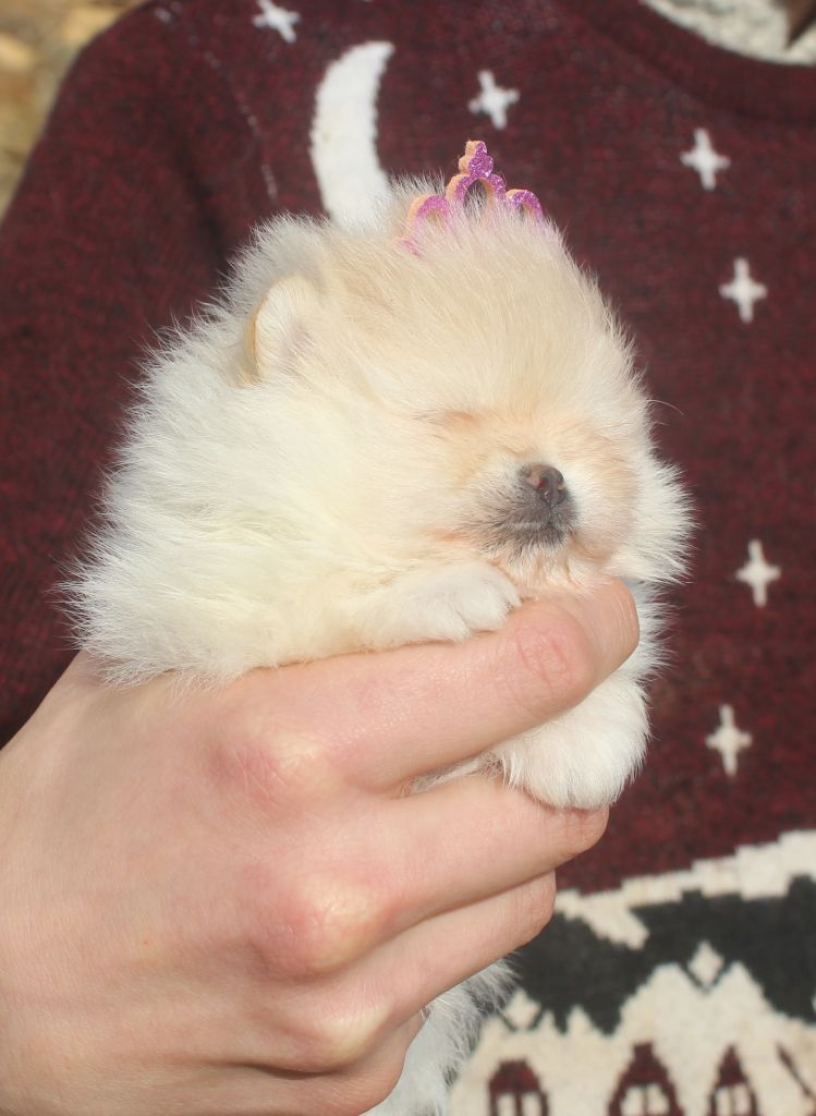 Lords of the Poms - Chiot disponible  - Spitz allemand