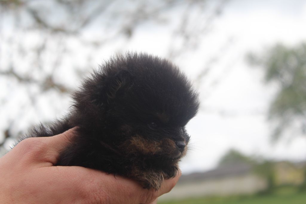 Lords of the Poms - Chiot disponible  - Spitz allemand