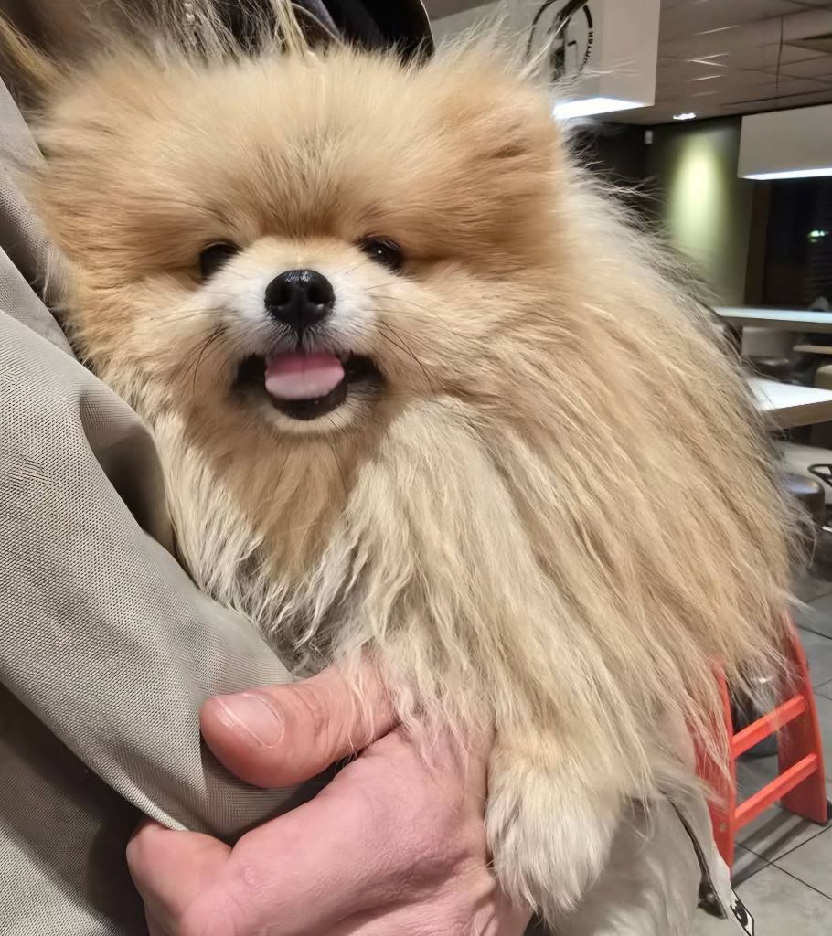 Lords of the Poms Unity