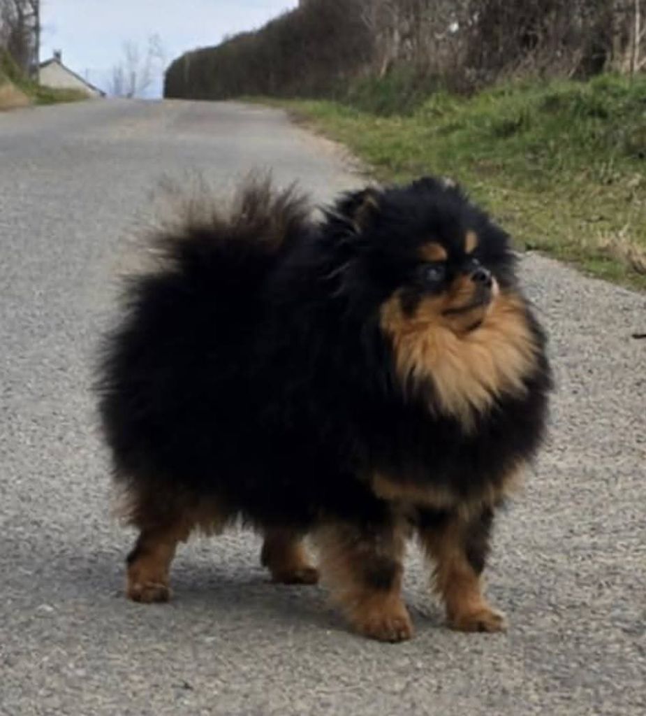 Lords of the Poms Venezia bella