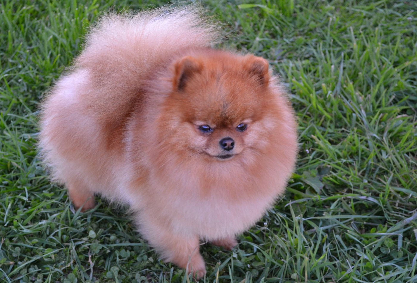 Voltali D'une Banquise Et D'un Roi