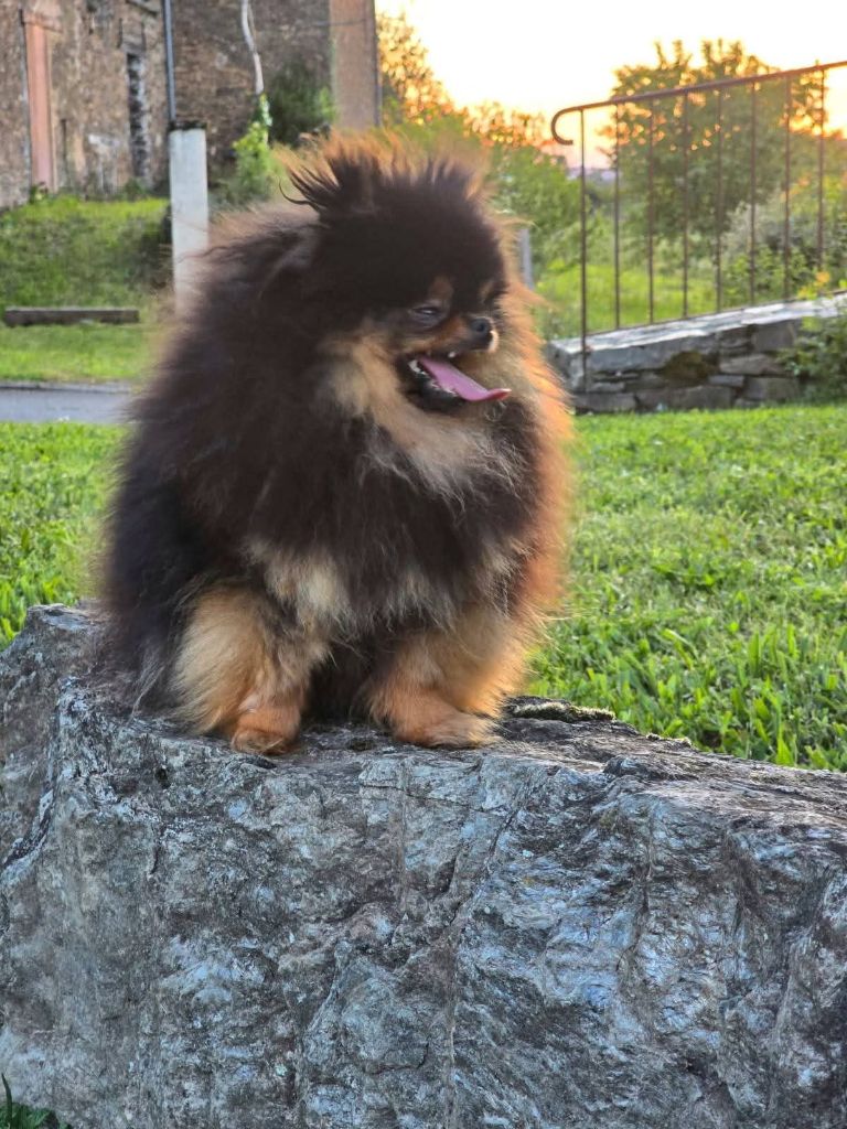Lords of the Poms Unicorn