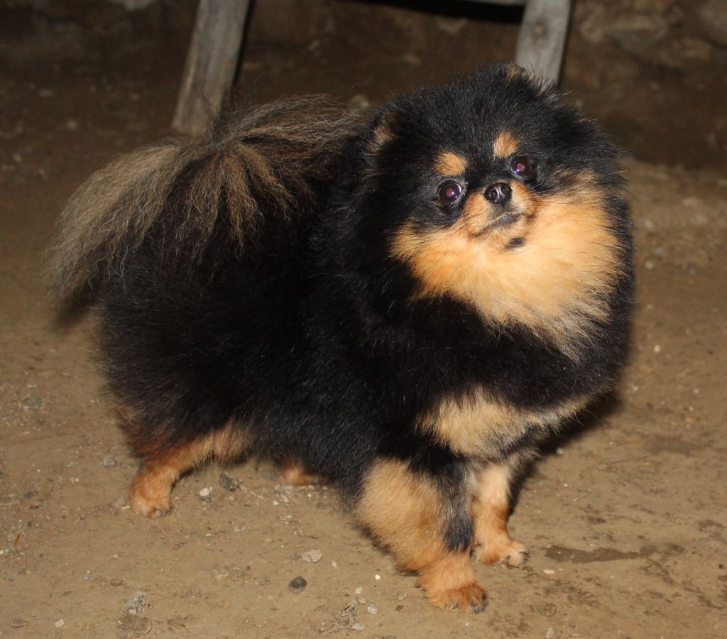 Lords of the Poms Venezia bella