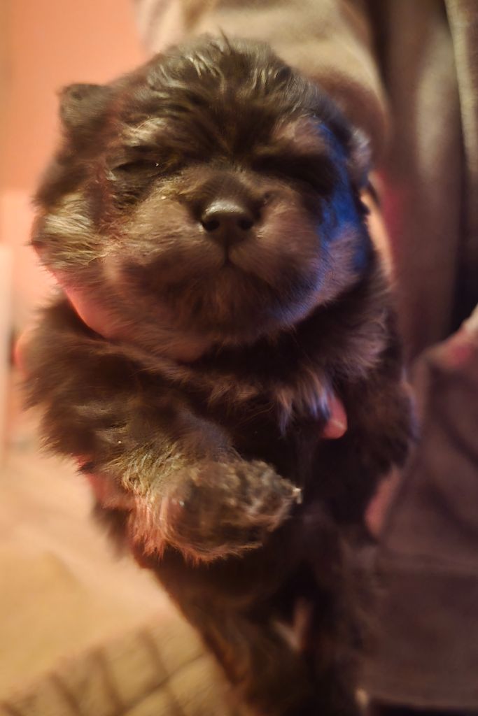 2 chiots Mâles black and tan disponibles 