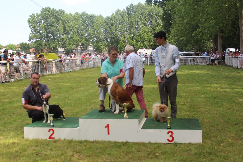 Lords of the Poms - Hugo boss best in show 3 puppy à Jarnac 