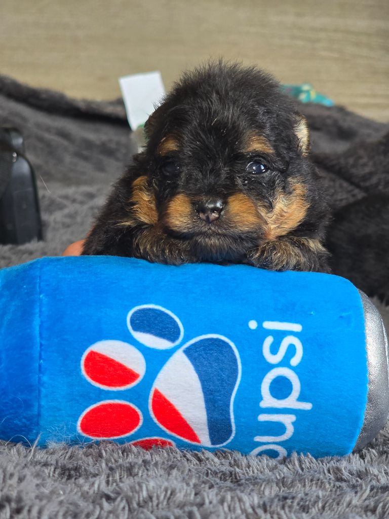 2 magnifiques bebes black and tan disponibles 