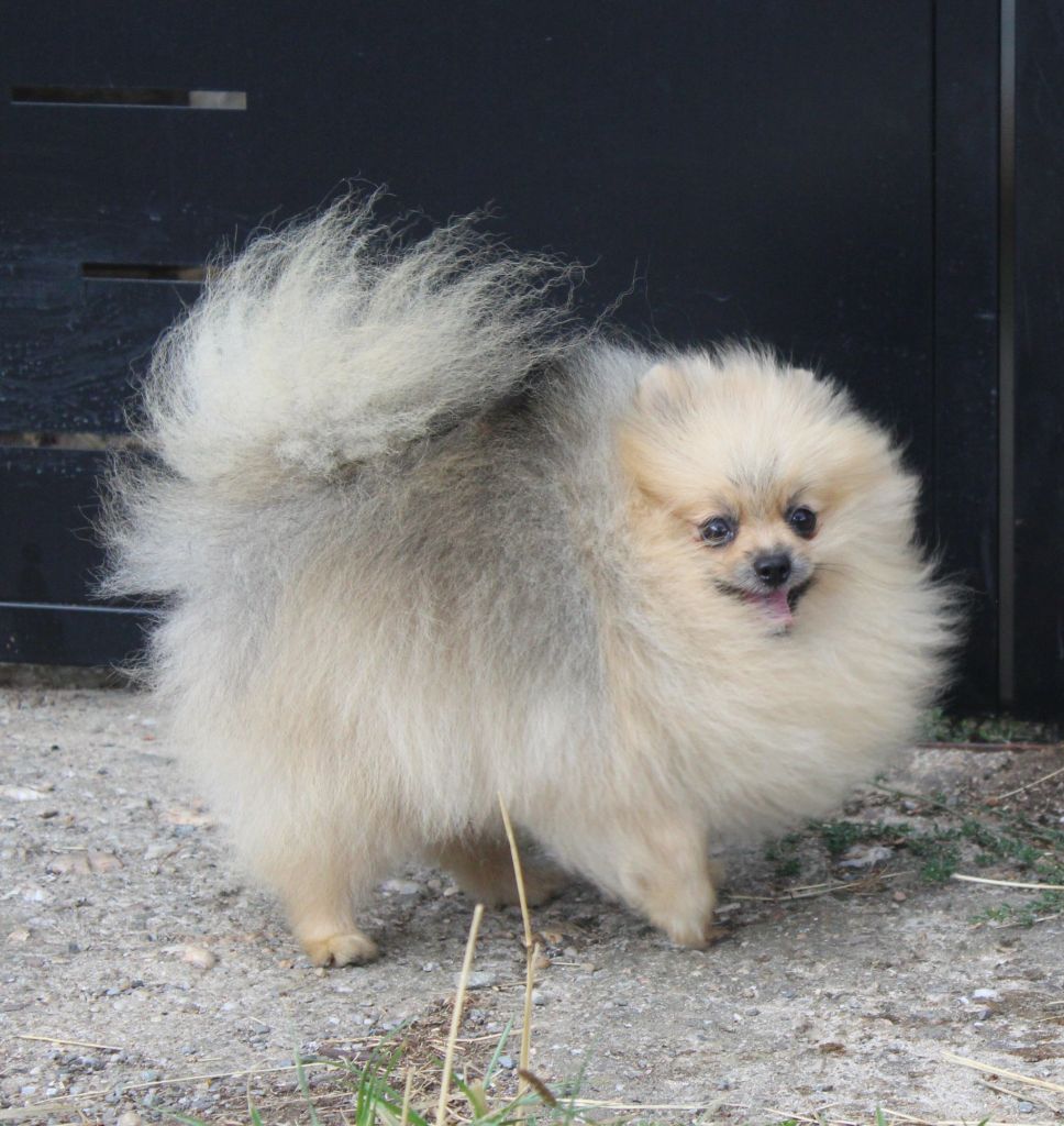 Lords of the Poms - Asuria Ros call me maybe cherche sa famille bientot 2 ans confirmé 