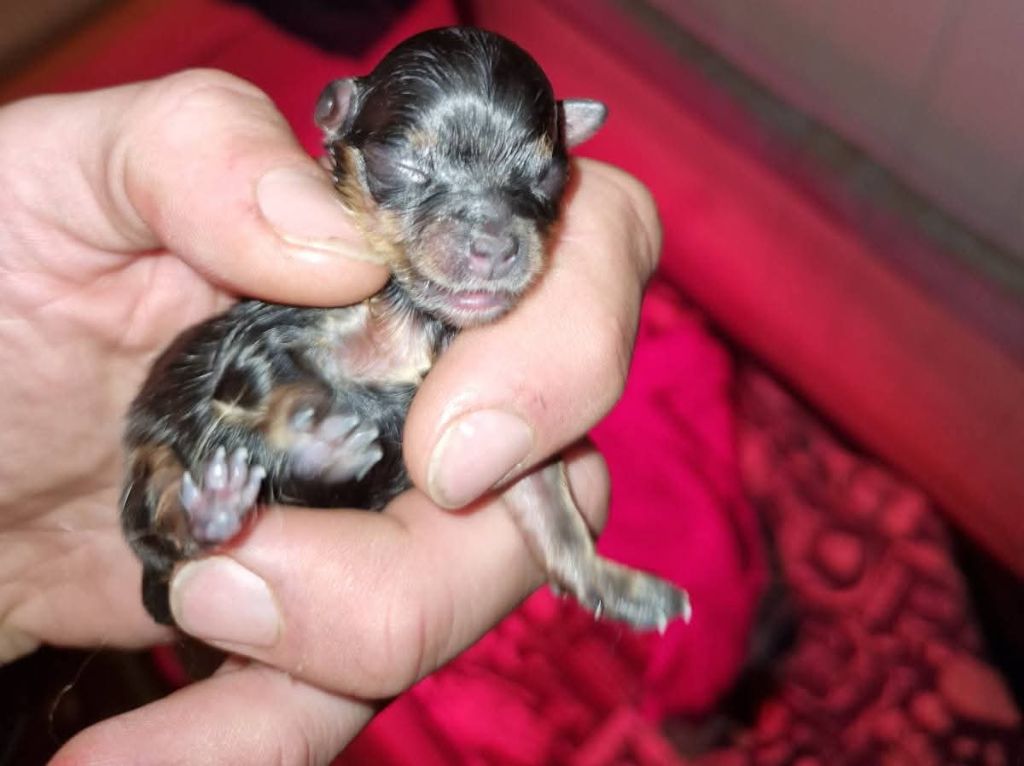 Lords of the Poms - Chiots disponibles - Spitz allemand