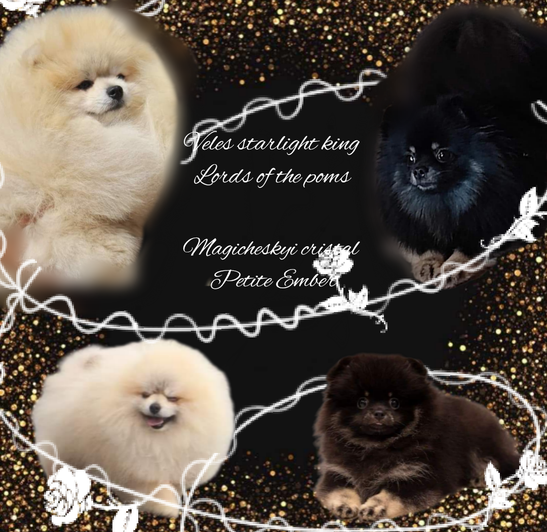 Chiot Spitz allemand Lords of the Poms