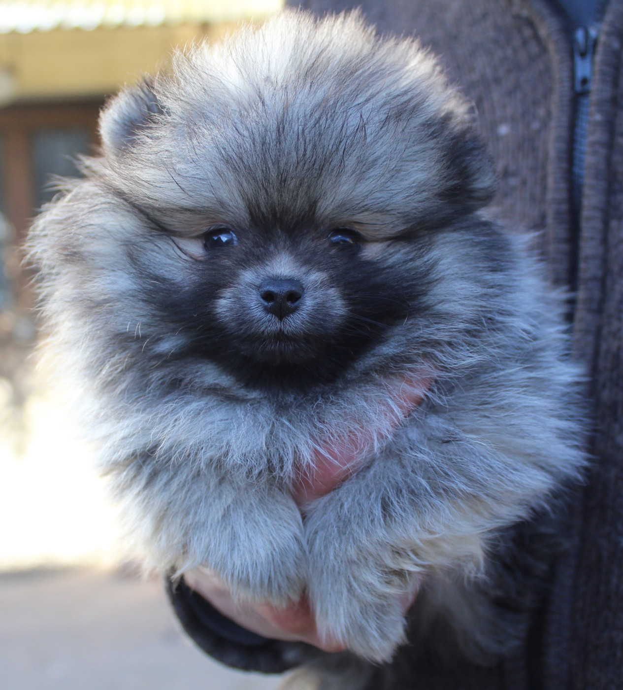 Lords of the Poms - Chiots disponibles - Spitz allemand