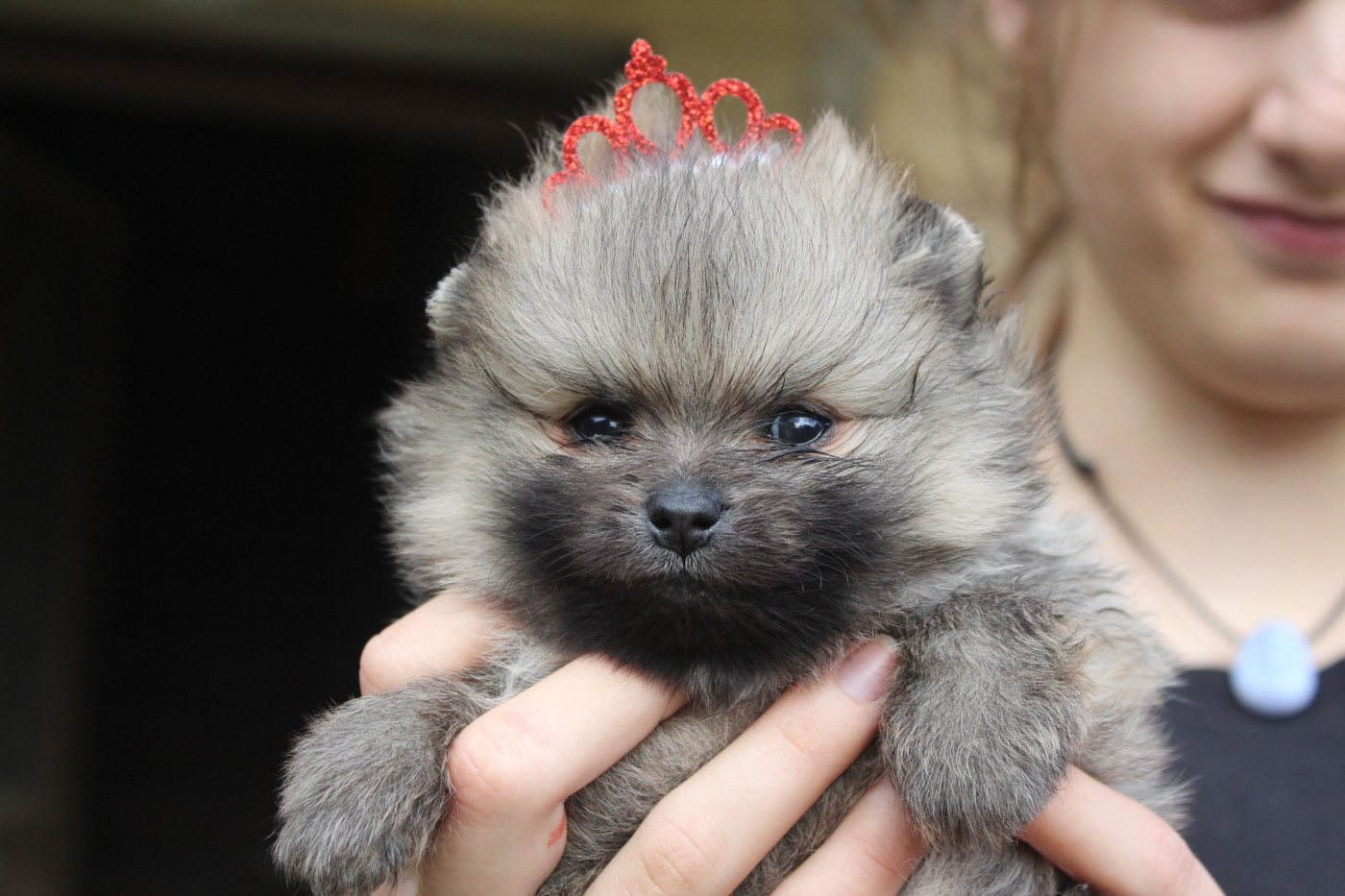 Lords of the Poms - Chiots disponibles - Spitz allemand