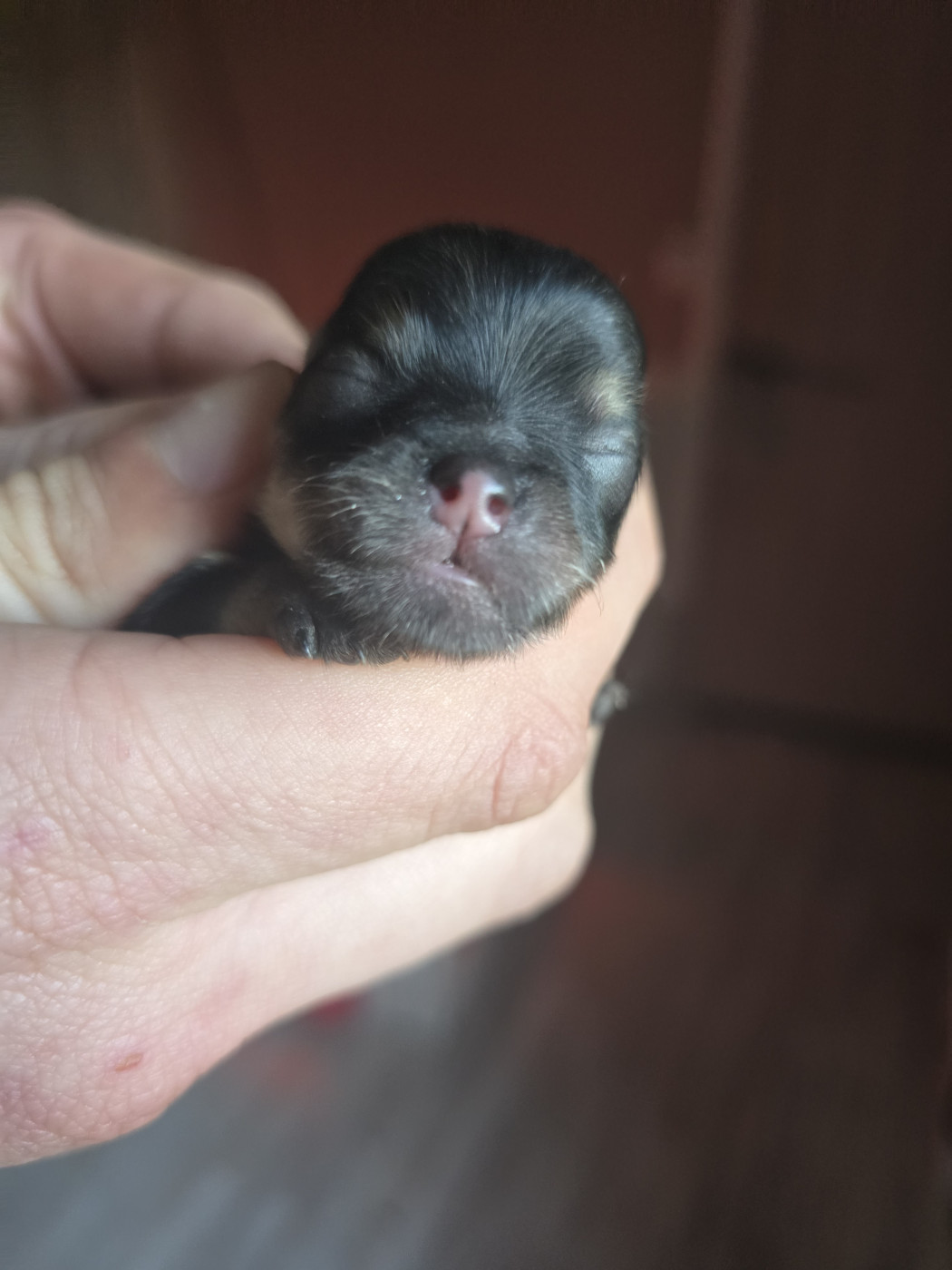 Chiot Spitz allemand Lords of the Poms