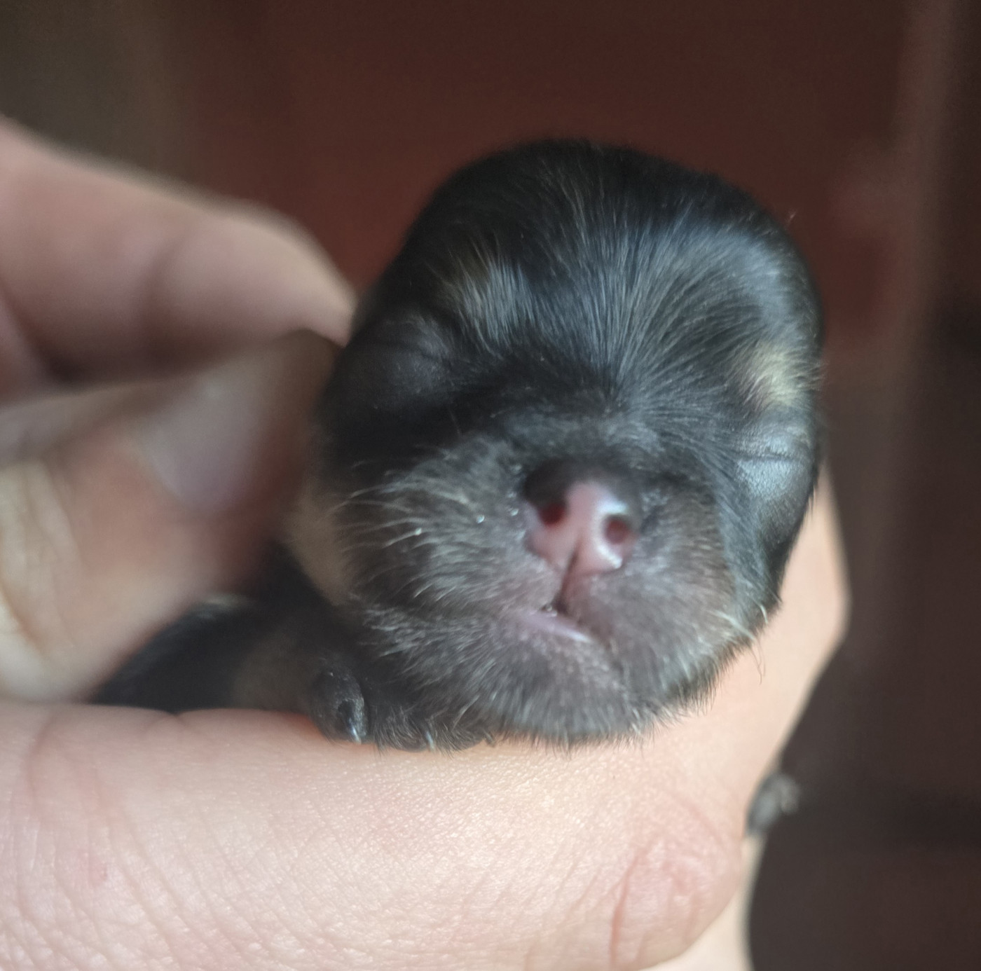 Lords of the Poms - Chiots disponibles - Spitz allemand