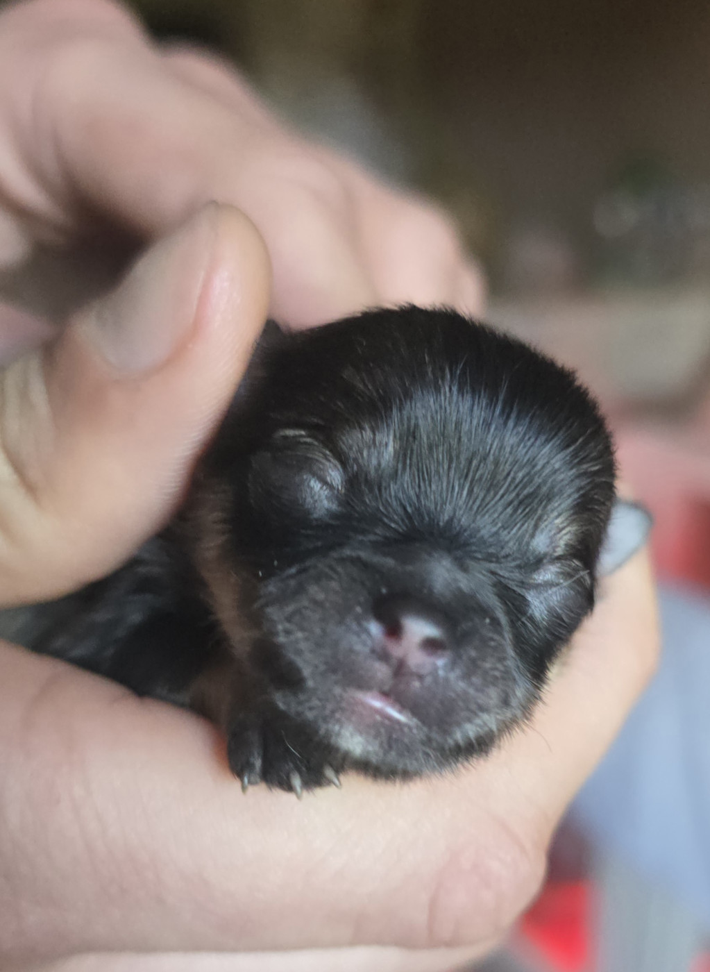 Lords of the Poms - Chiots disponibles - Spitz allemand