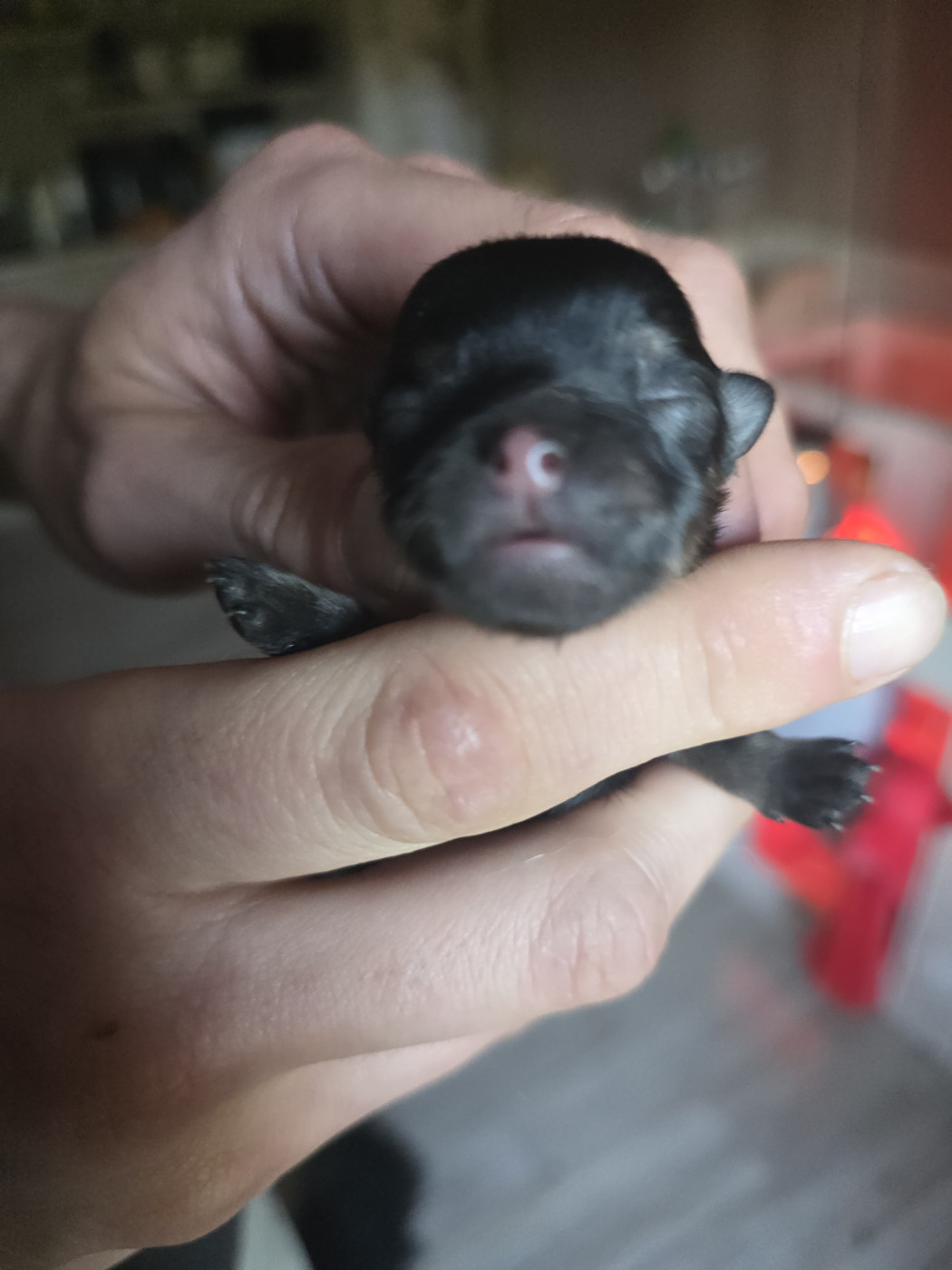 Lords of the Poms - Chiots disponibles - Spitz allemand