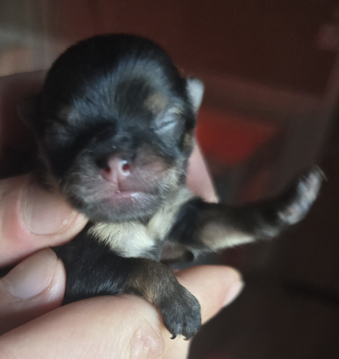 Lords of the Poms - Chiots disponibles - Spitz allemand