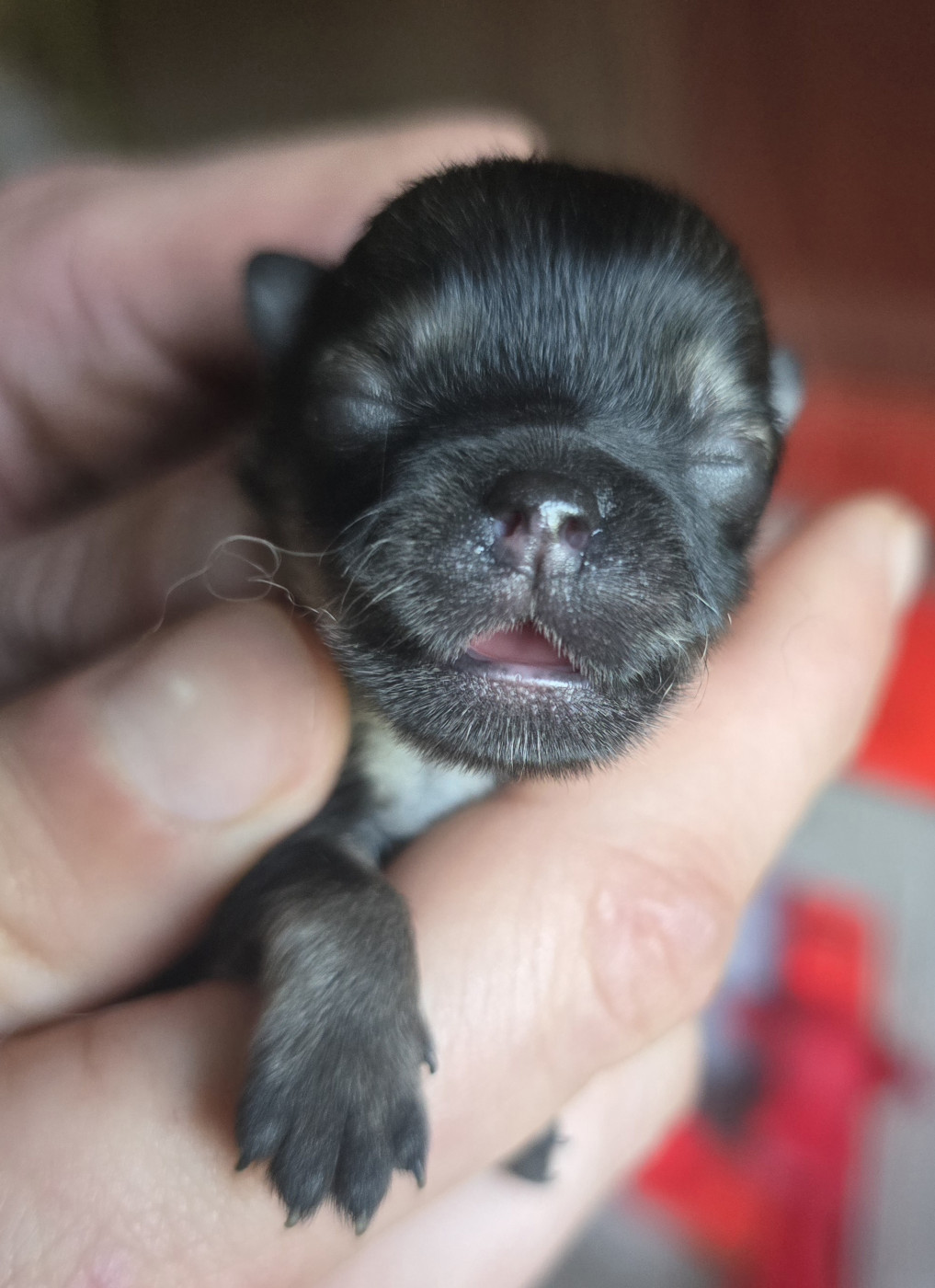 Lords of the Poms - Chiots disponibles - Spitz allemand