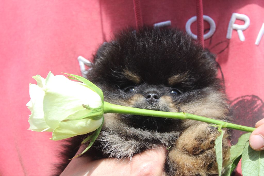 Lords of the Poms - Chiots disponibles - Spitz allemand