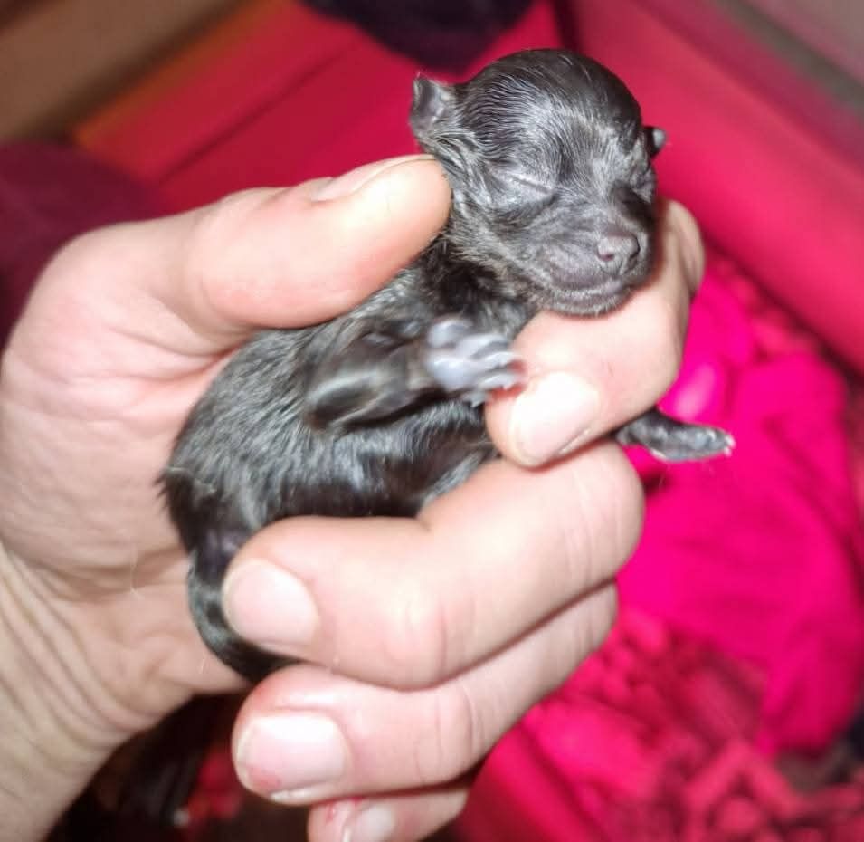 Lords of the Poms - Chiots disponibles - Spitz allemand