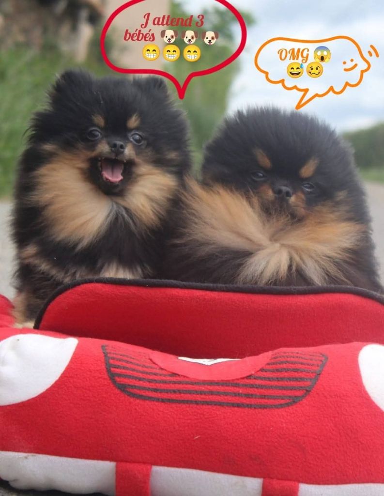 Chiot Spitz allemand Lords of the Poms