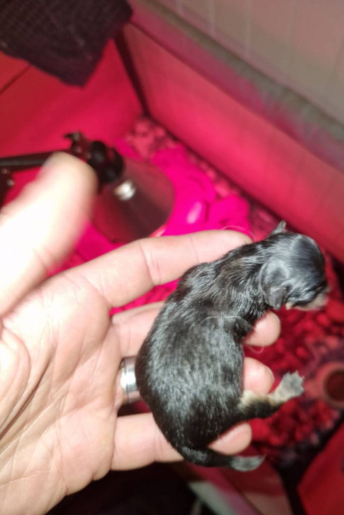 Lords of the Poms - Chiots disponibles - Spitz allemand