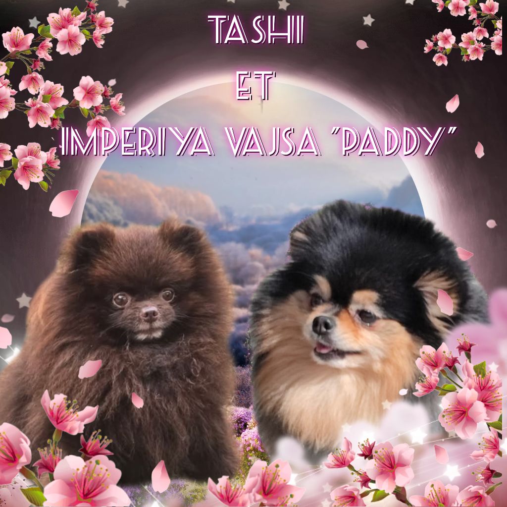 Lords of the Poms - Spitz allemand - Portée née le 05/12/2025